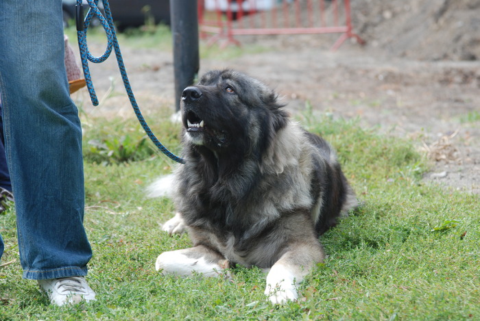 DSC_0170 - Concurs international de frumustete canina 2009 TgMures