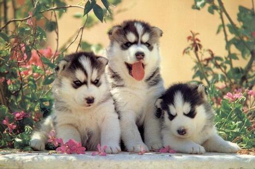 Siberian HuskyArt