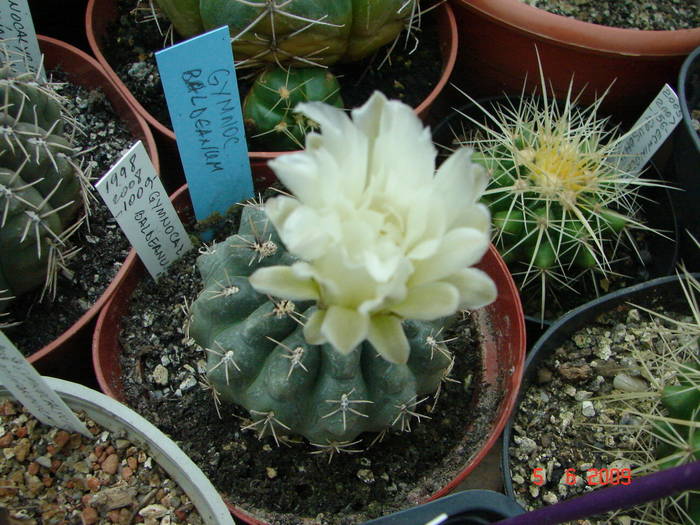 DSC05992 - 2009 Iunie