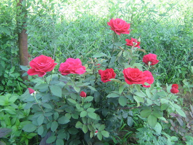 flori 371 - trandafiri