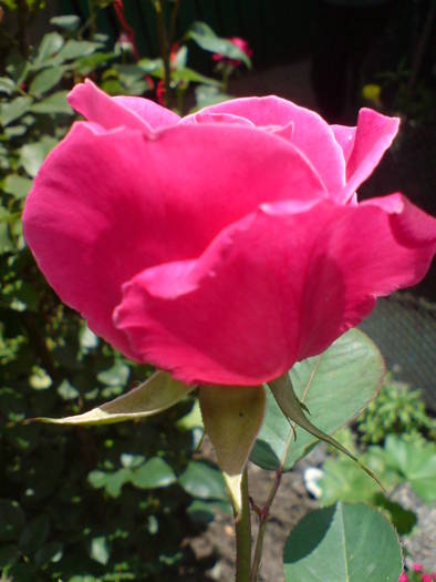 DSC01679 - Trandafiri