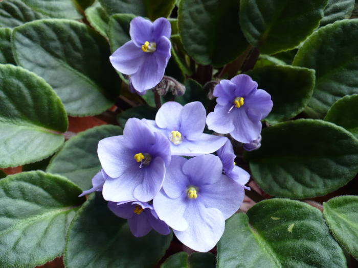 P1110277 - Saintpaulia - violete de camera