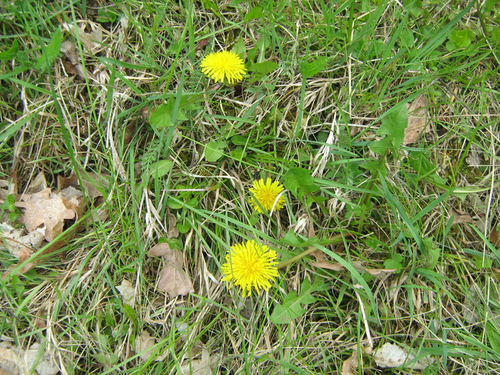 IMG_4136 - flori dragute