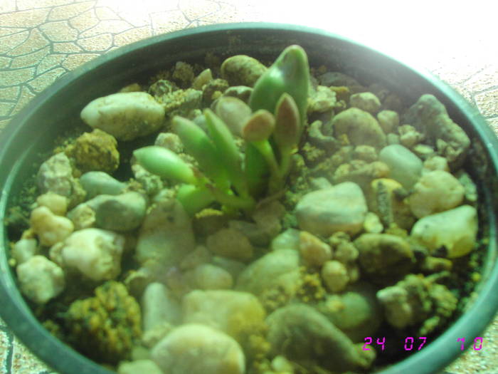 Adromischus schuldianus