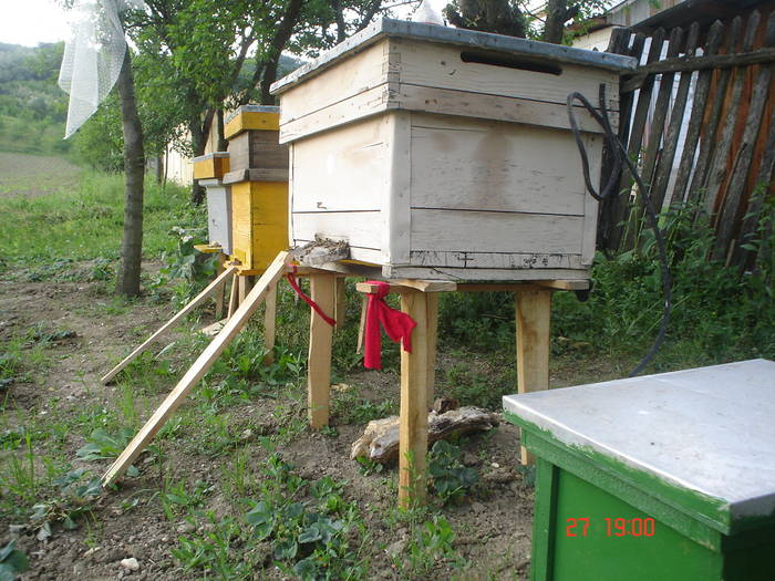 DSC05512 - albine alte noutati