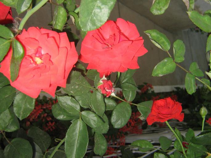 picture 004 - trandafiri