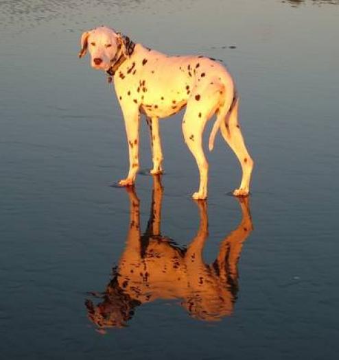 dalmatian2