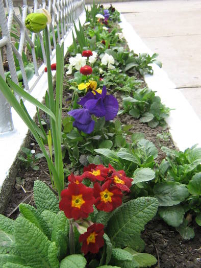 1 aprilie 030 - flori de gradina 2009
