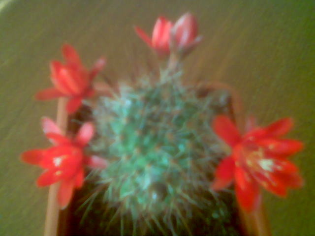 Rebutia ithycantha - Inflorite 2009