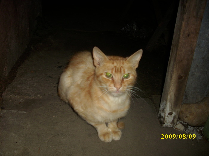 DSCI0808 - pisici si catelusa Boggy