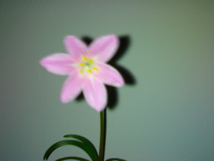 Z. grandiflora august-septembrie 2009 - Zephyranthes