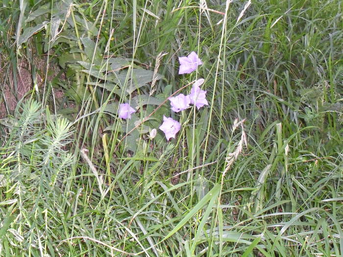 SDC10113 - Valea Caraiman-Bucegi