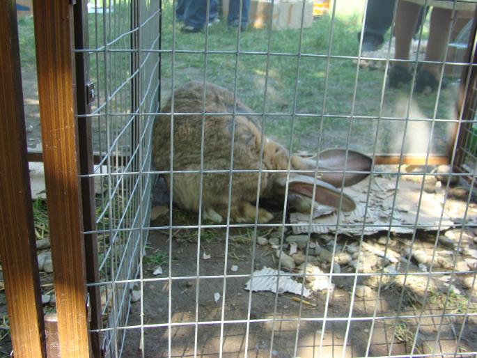 DSC00816 - 22-05-2008