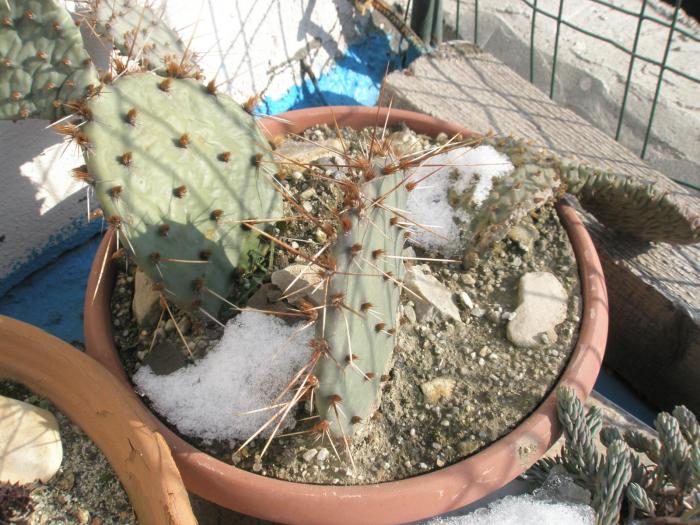 Opuntiile pe 11.01.2009