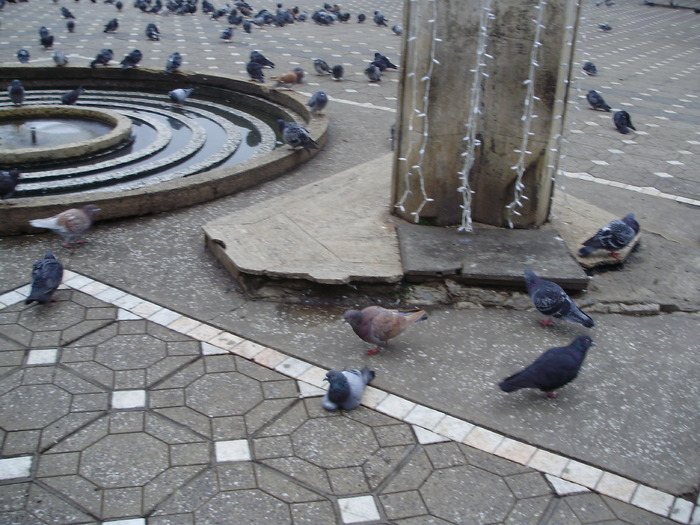 P9040059 - 18g Timisoara