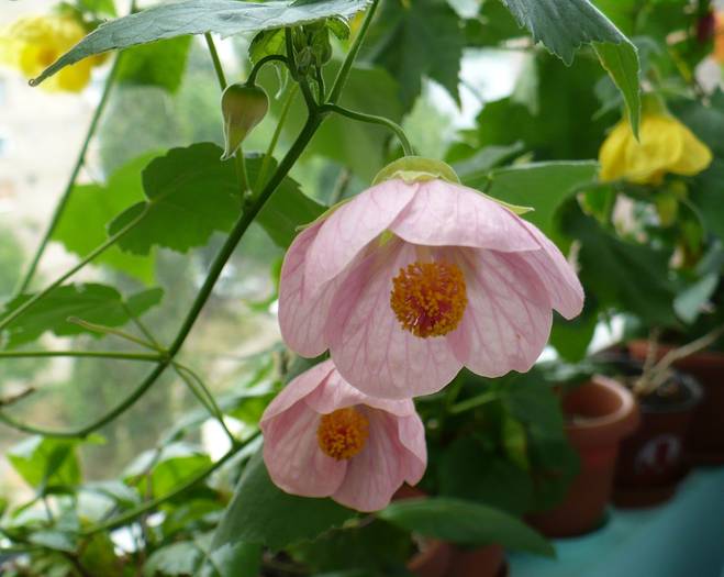 P1130567 - ABUTILONI