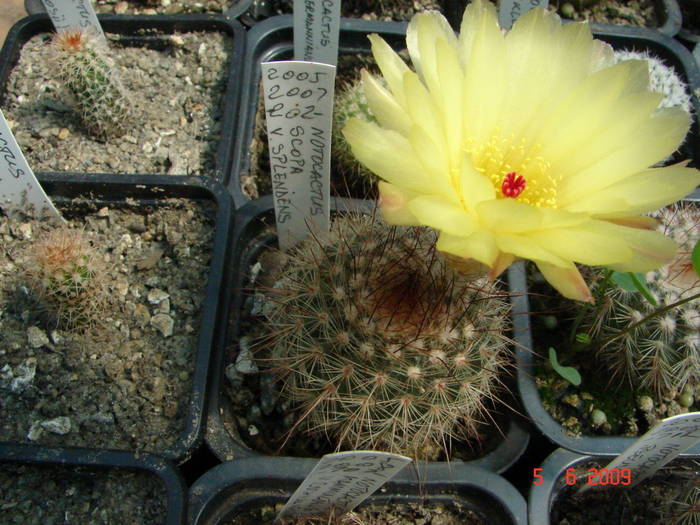 DSC05978 - 2009 Iunie