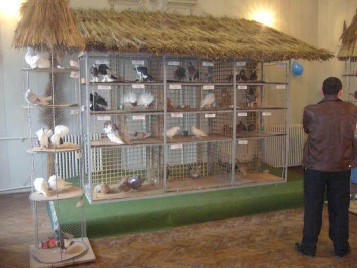 Picture 171 - Expozitia Columbofilia Traditie Si Pasiune din DOROHOI tinuta in perioada 15-20 februarie 2009