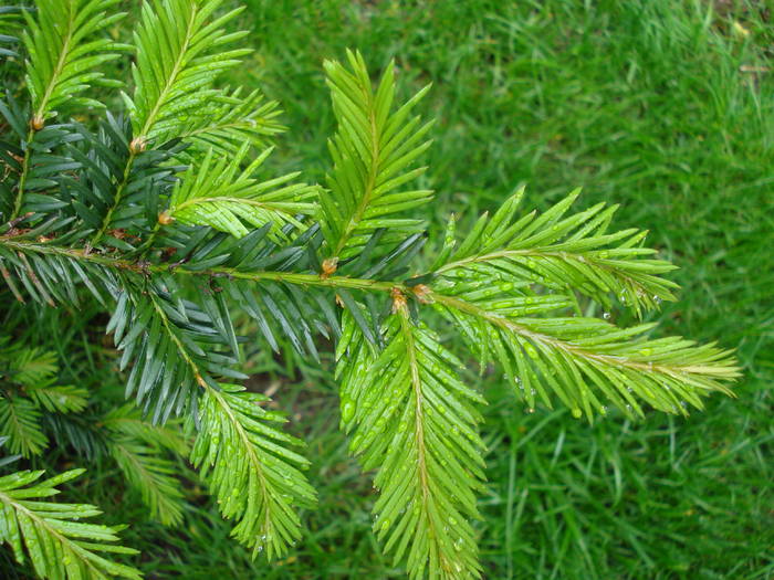 Taxus baccata (2009, May 13) - Taxus baccata_European Yew