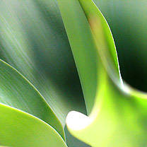 Leaves