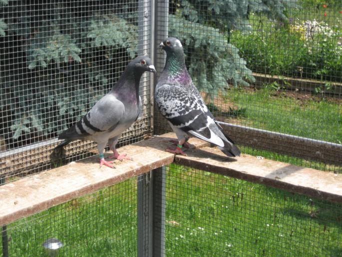 Perechea 15.Janssen+Stigelbout - CRESCATORIA MEA