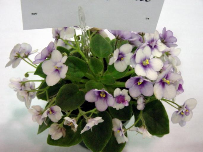 Robs_Penny_Ante_2005avsa - violete de pe net 1