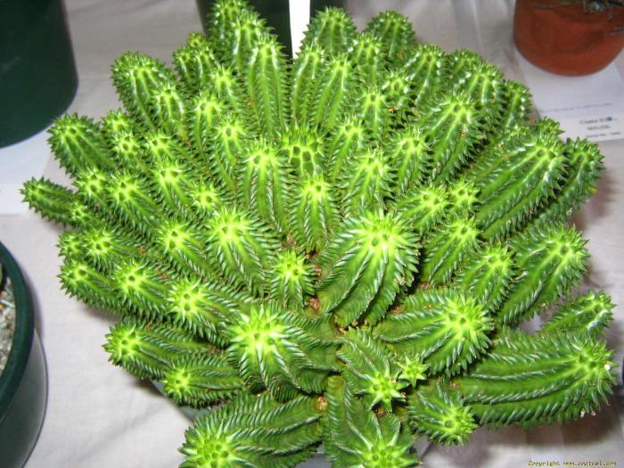 euphorbia_suzannae_peter__karen_sherman