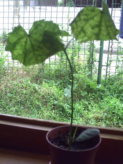 pui abutilon crem - plante-2009