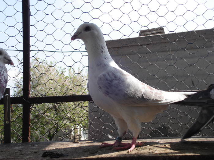 50 - E Porumbei Voiajor Standard Vechi