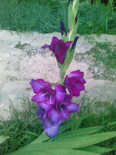 gladiola