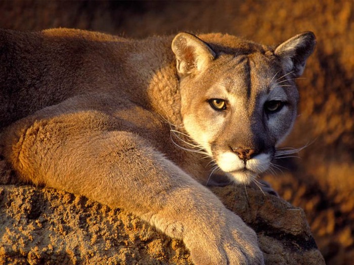 webshots1041 - Animale