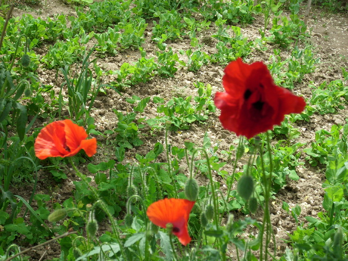 DSCI0352 - flori din gradina mea