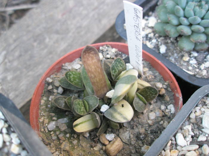 Gasteria liliputana f. variegata - Gasteria 2009