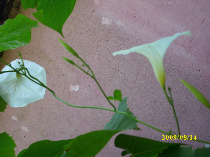 DSCI1074 - flori din gradina mea