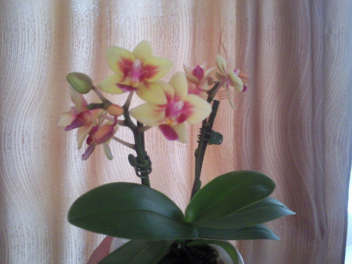 Photo0629 - orhidee
