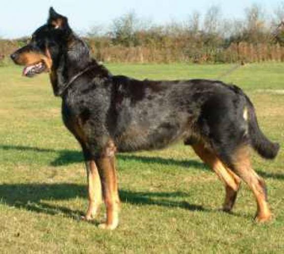 BEAUCERON - RASE CAINI