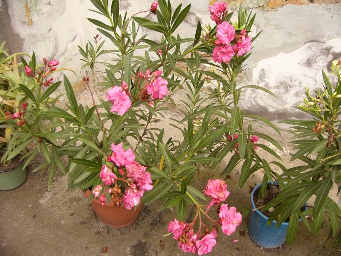 nerium oleander