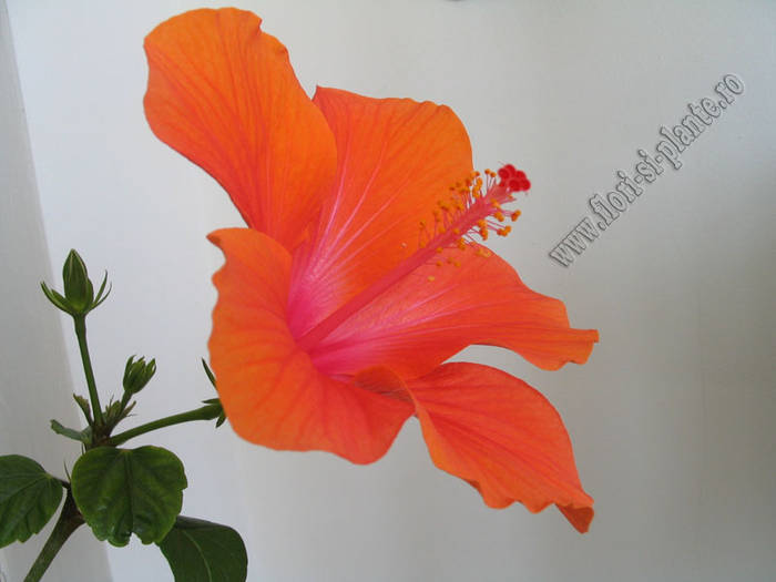 Hibiscus portocaliu degrade 2