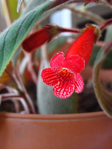 DSC07476 - Kohleria Eriantha 2009