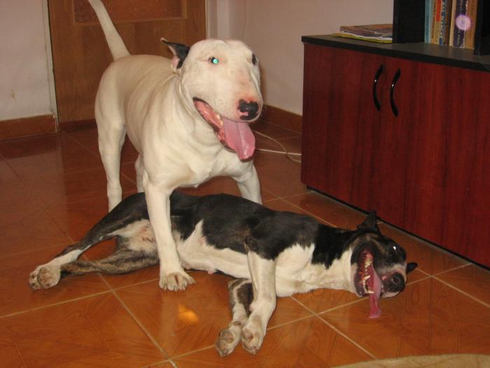 toro&pusa 014 - vand pui BULL TERRIER ENGLEZ