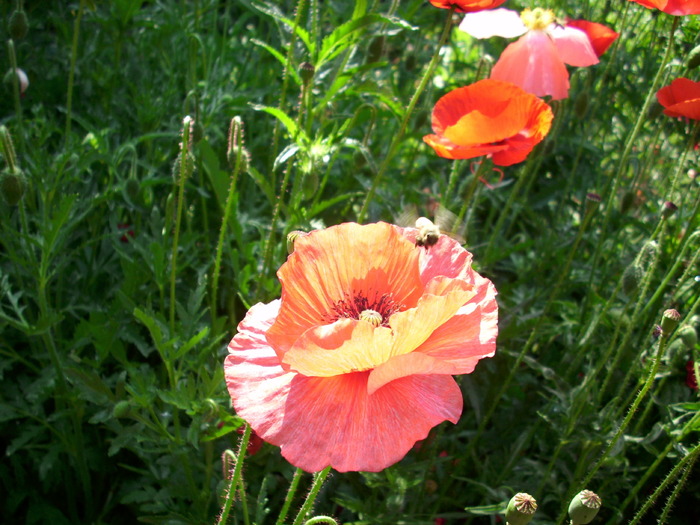 DSCI0421 - flori din gradina mea