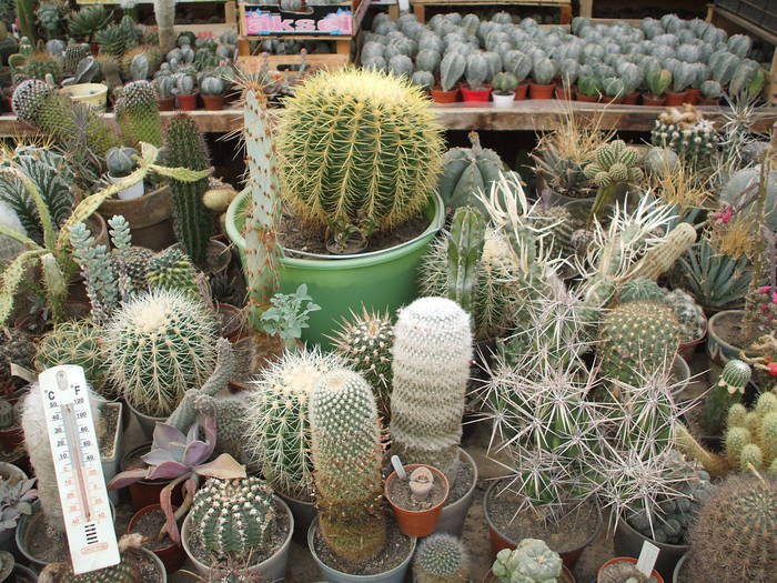 grup3 - colectia mea de cactusi