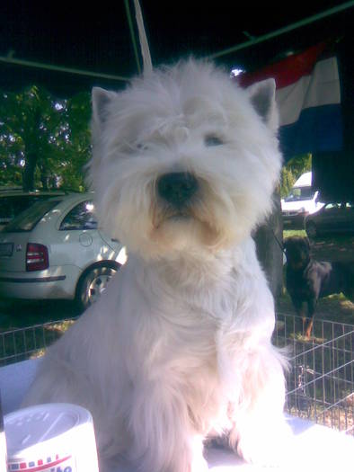 west highland white terrier