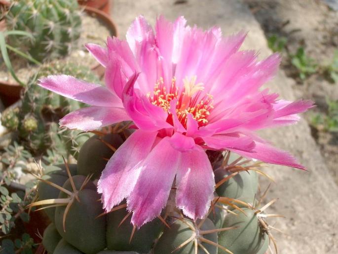  - Coryphantha