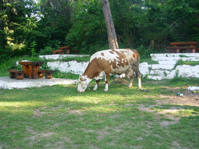 La Rosia Montana si vacile-s ecologiste - Rosia Montana