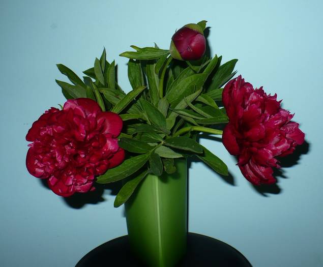 P1120239 - flori diverse