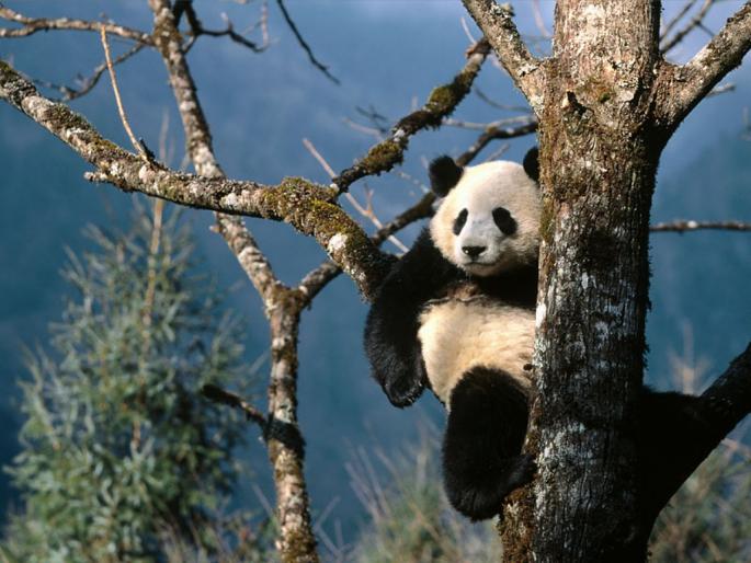 ursulet panda - camelutza 3000