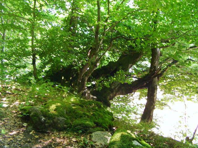 DSCF2449