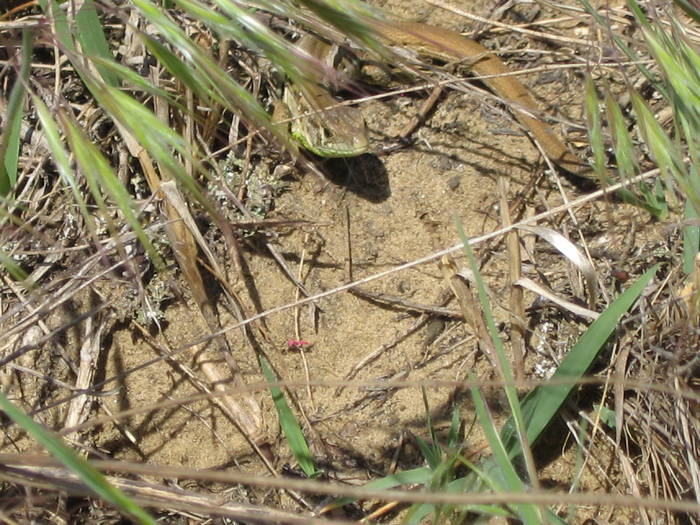 IMG_3426 - salcim I si II 2009