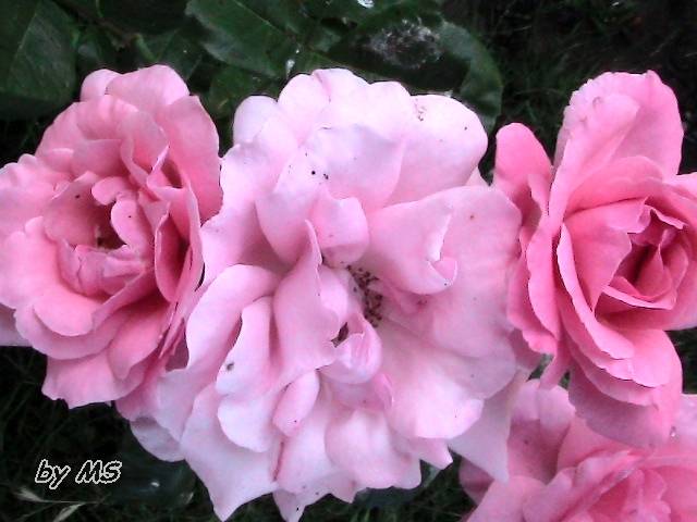 2 culori de tr pe o tija - Trandafiri